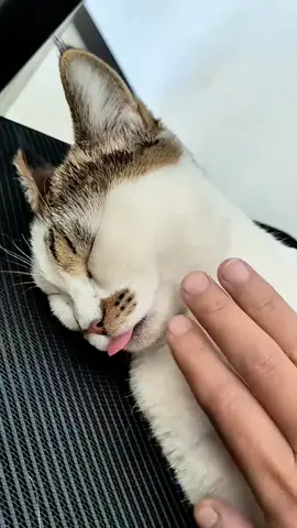 kucing tidur kaya mati #kucingimut #kucinglucu #kucinggemoy #algoritmotiktok 