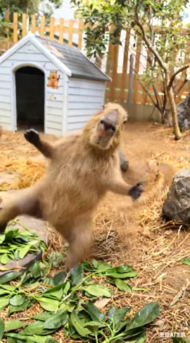 #capybara #funny #peace 