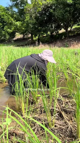 Lika liku perbolangan kita di rawa rawa hari ini  #keong #siput #berburudialam