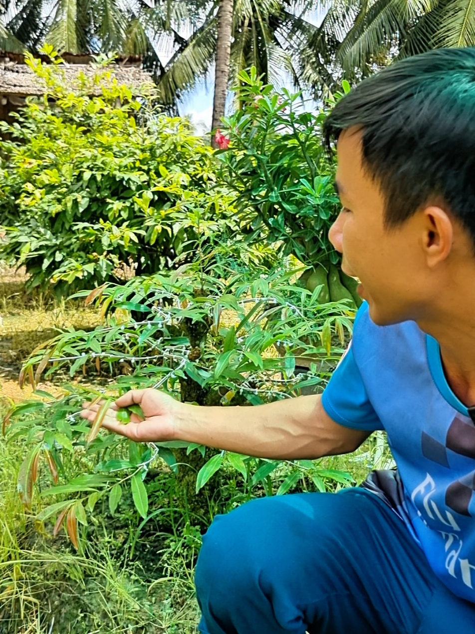 nên phòng bọ trĩ nhện đỏ thường xuyên bằng vua bọ trĩ 350sc #vuabotri #chamsocmaivang #caytrong #vuonmaianhquy 