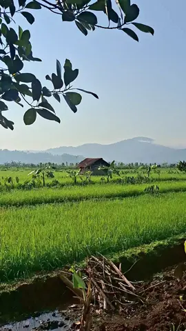 lelah mu sungguh luar biasa berkah pak tani 🥰🥰 #alam #natural 