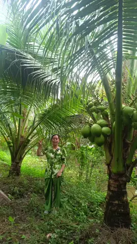 dừa xiêm lùn nè phương cà mau