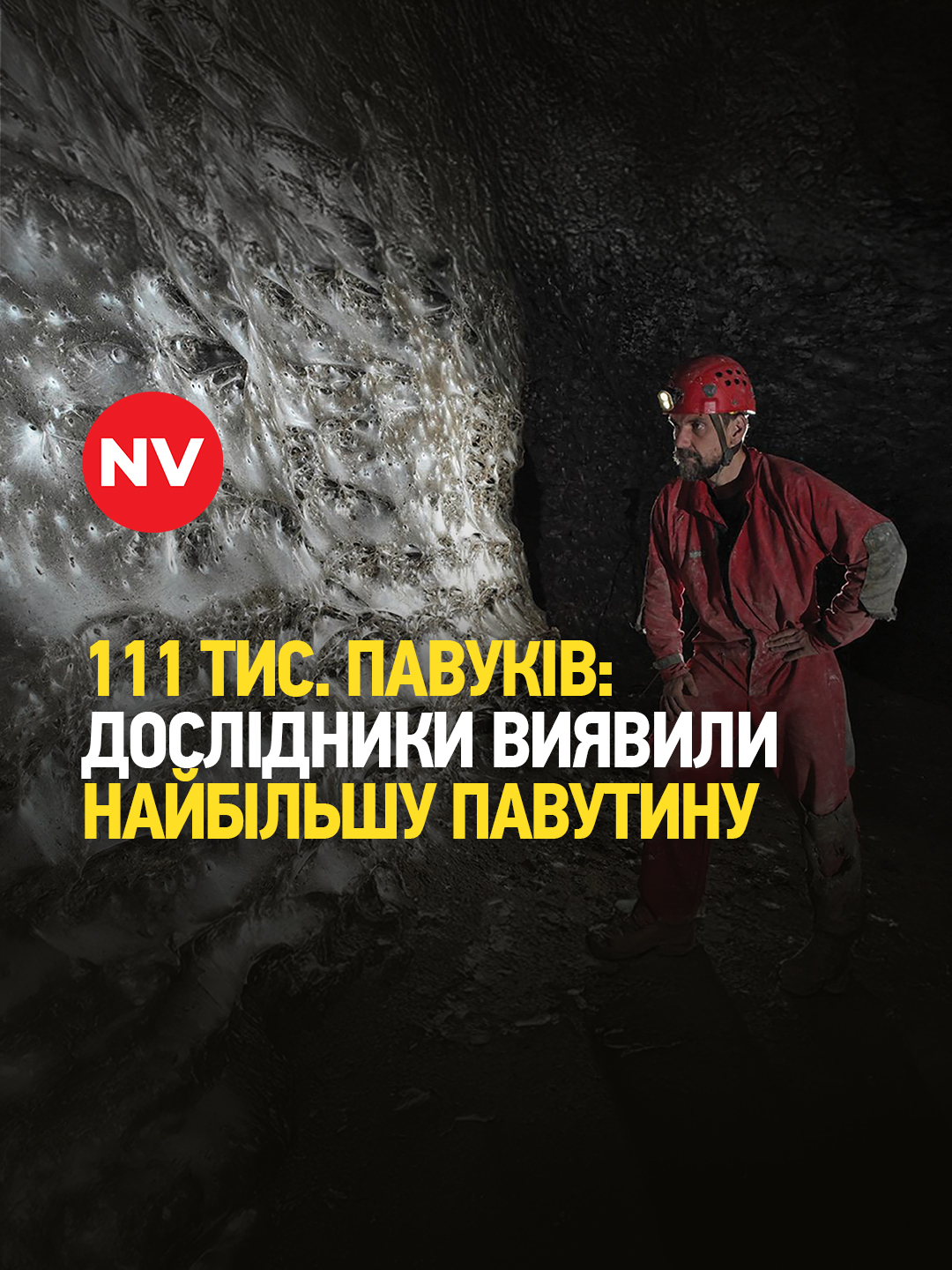 Місто павуків знайшли в печері на кордоні Албанії та Греції —  Live Science За підрахунками вчених там живуть 111 000 павуків двох видів: Tegenaria domestica (хатній павук) та Prinerigone vagans (представник родини ліфіїдових павуків). Сама павутина простягається на 106 квадратних метрів уздовж стіни вузького проходу з низькою стелею біля входу в печеру. Це перше свідчення колоніальної поведінки двох поширених видів павуків і, ймовірно, найбільша павутина у світі. #nv #україна #війнавукраїні #перемогазанами💙💛💪 #павуки #павутина #Греція #Албанія