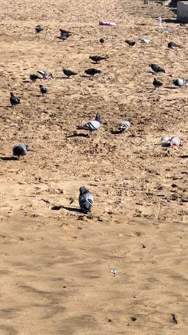 #LIVEIncentiveProgram #LIVEFEST2025 #MakeLIVECount #PaidPartnership 