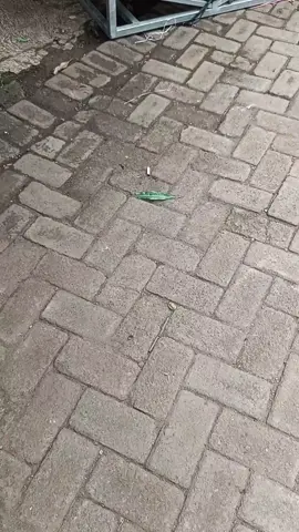 💃 #ombrowaningeyel #soundsystem 