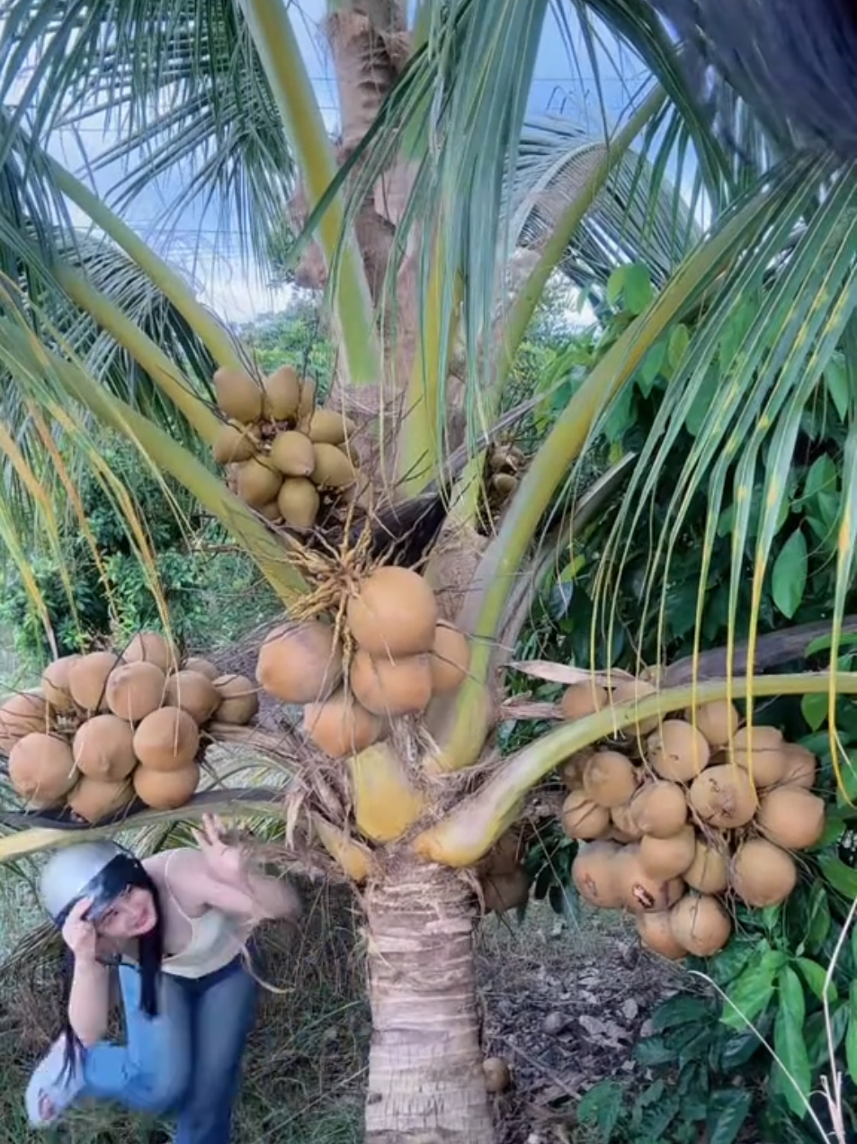 #xuhuongtiktok #Tuổi thơ dữ dội ai đã từng bẽ xxx dừa!! Điểm danh!#vuivemoingay❤️ 