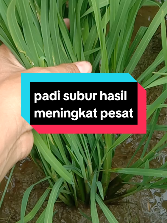 #benih padi tailand jumbo #menghasilkan panen #petani sukses pyp