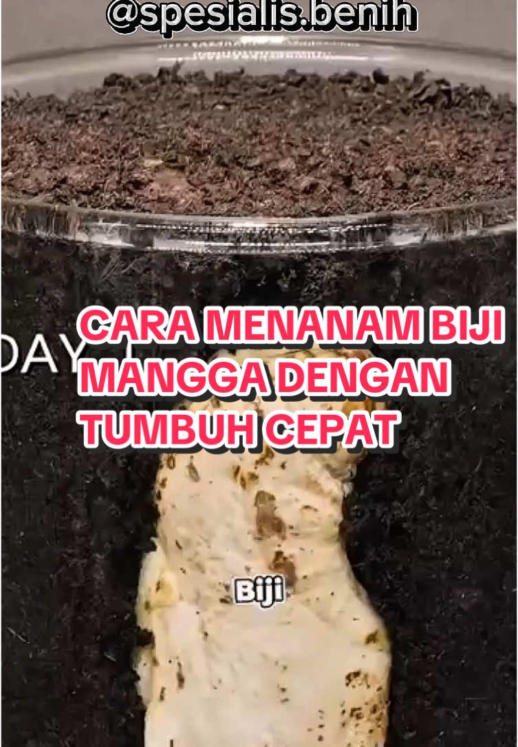 Cara menanam mangga dengan cepat yuk lihat vidio nya sampe habis   #bijimangga  #mangga  #hobitanaman  #menanammangga  #fyppppppppppppppppppppppp  