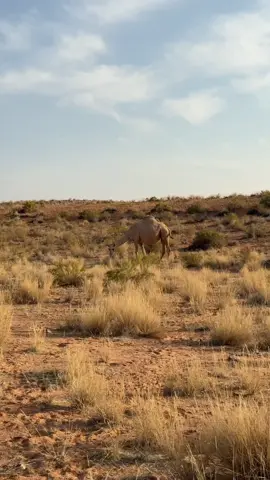 #محمية_الإمام_تركي_بن_عبدالله_الملكية #الرعي_الموسمي 