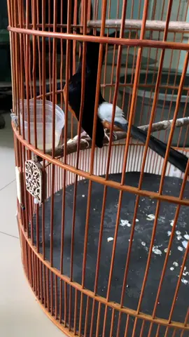 Tingal beli tiket ajah bosku#fyppppppppppppppppppppppp #dyppppppppppppppppppppp #murai #muraibatu 