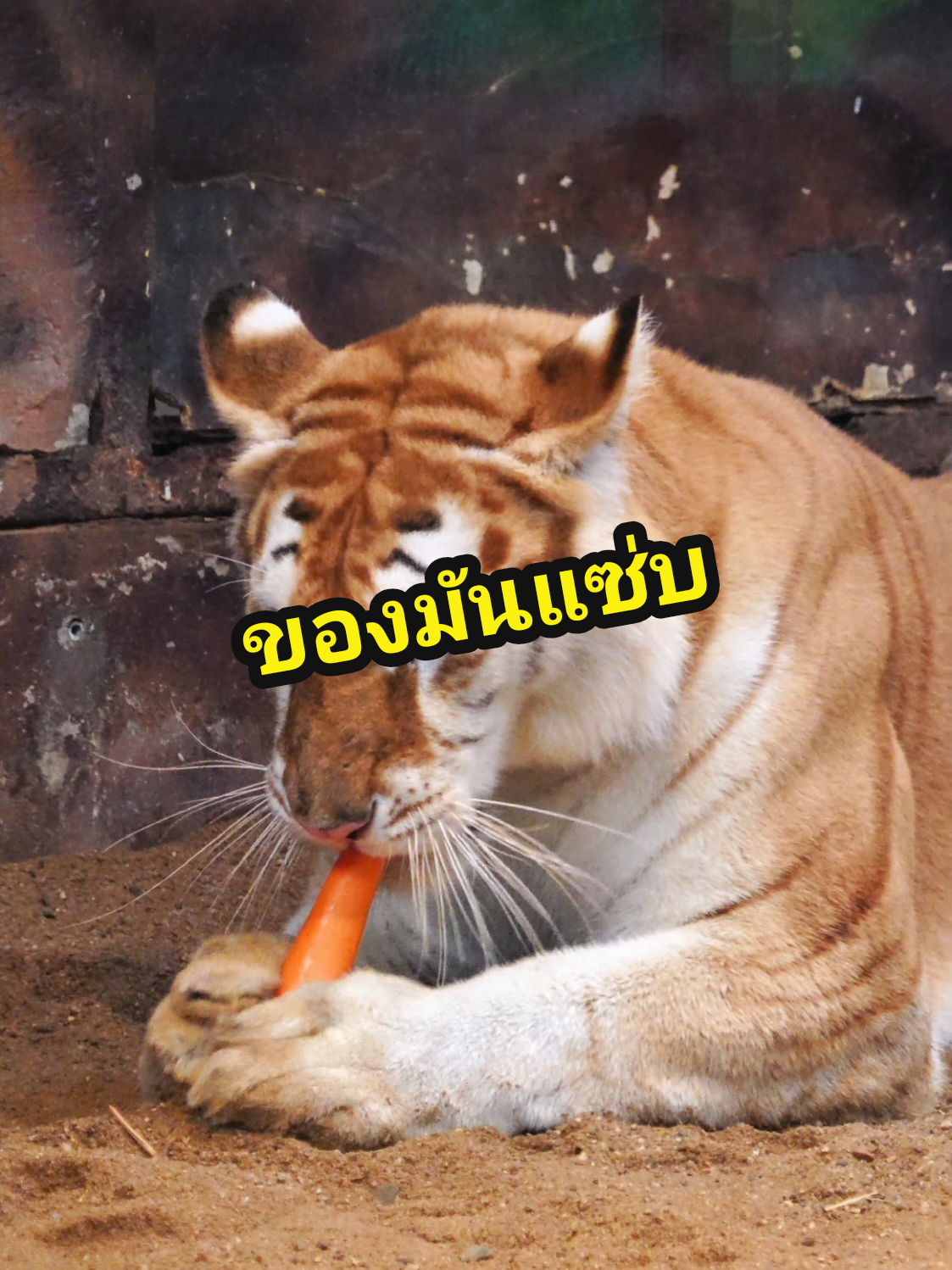 ของมันแซ่บบบ 🐯 #น้องเอวา #พี่ลูน่า #เสือโคร่งสีทอง #เชียงใหม่ไนท์ซาฟารี #chiangmainightsafari