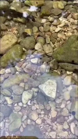 KRAL DENİZ-YAVUZELİNDE-2025