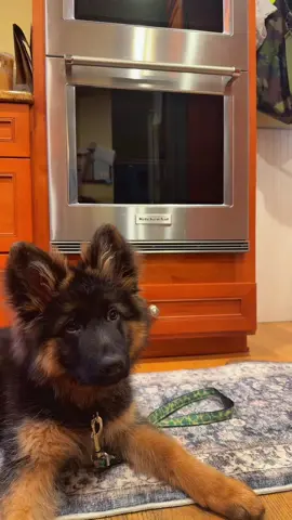 Monday morning bath time! 🛁 not my favorite! I do love to attack the hairdryer though 💚  #germanshepherd #dog #puppy #dogsoftiktok #Love 