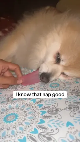 My Dog sleeping and my sister pulls his tongue out #dog