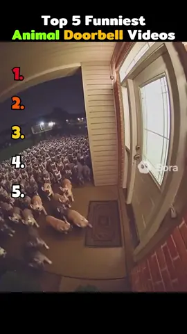 Top 5 Funniest Animal Doorbell Videos 😂#funny #ranking #soraai #top5