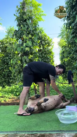 Cứ tin em là bao sạch nha các bác #thaoduoc #viral #trive #dungbandogtaynguyen #xuhuong 