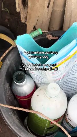 😭 #petanimuda #petanisemangka🍉🍉 #agriculture #jember24jam #fyp 