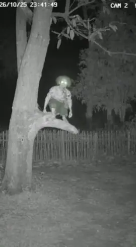 กล้องจับภาพได้กลางดึก… 🌙 มี “ผียายแก่” คาบไก่อยู่บนต้นไม้ 🐔👵 แต่ไม่ทันไร… กิ่งไม้ก็หัก! ผีกับไก่ตกลงมาพร้อมกันเต็ม ๆ 😭🤣 #CCTVfootage #เรื่องหลอนคืนนี้ #ผีตกต้นไม้ #กล้องจับภาพได้       #เทรดวันนี้ 