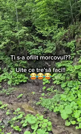 Așa este revigorat morcovul în cazul în care este ofilit! 