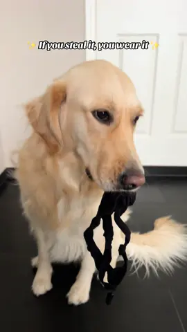 #goldenretriever #golden #youstealityouwearit #fyp 