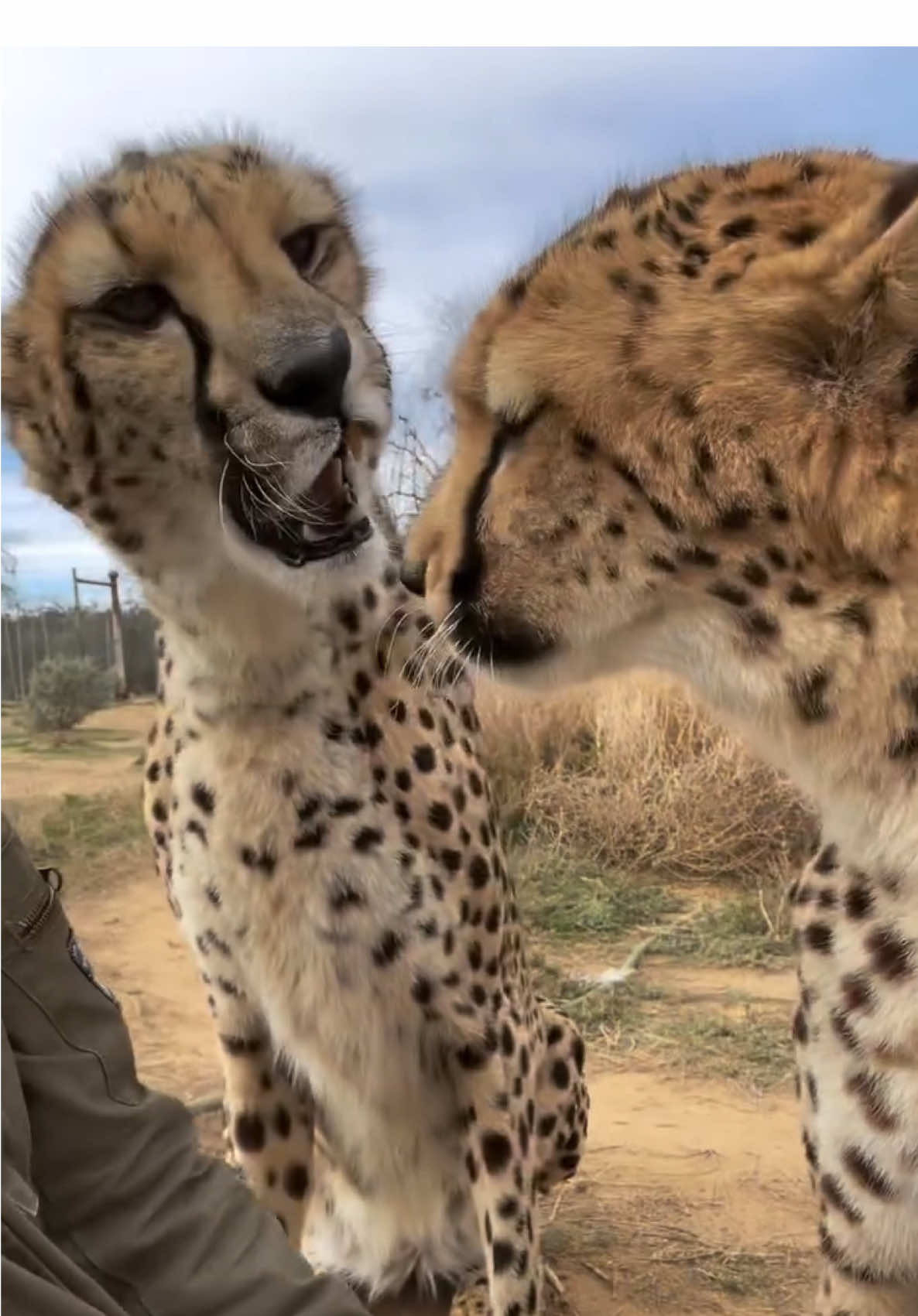 Fighting for my attention 😼 #cheetah #fyp #wildlife 