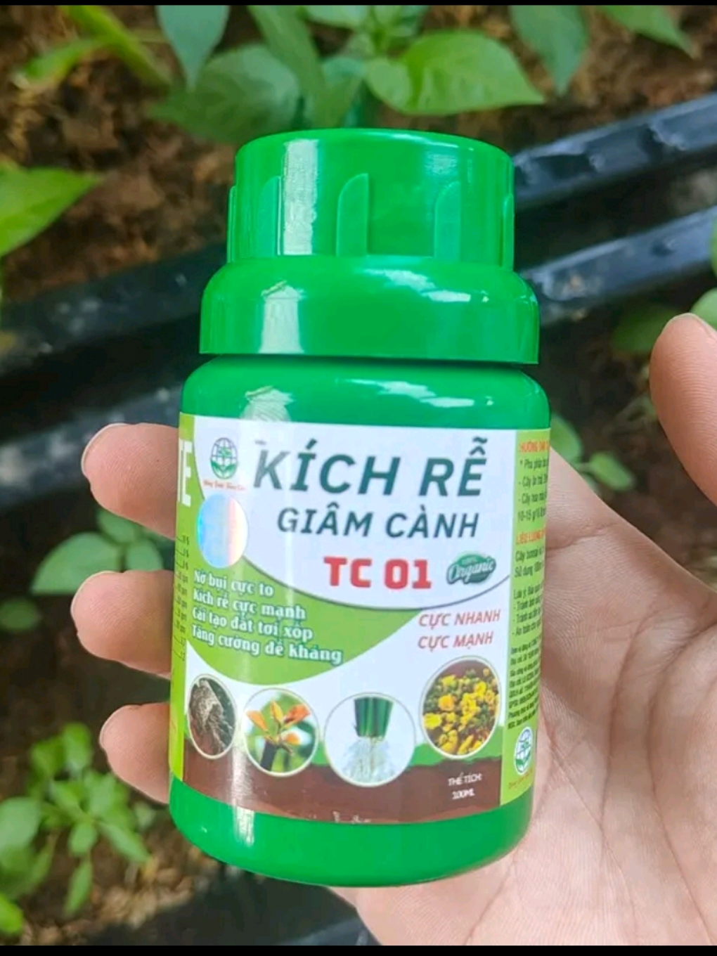 Loại này cũng cí thể giâm cành nữa nha #nongdan47 #kichre #kichremaivang #tc01 #tuyeneban2 