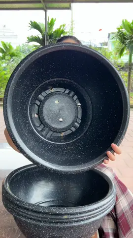 #chaunhuatronghoa #chaunhuat43 #chaunhuatrongcay #kimtaphoa95 