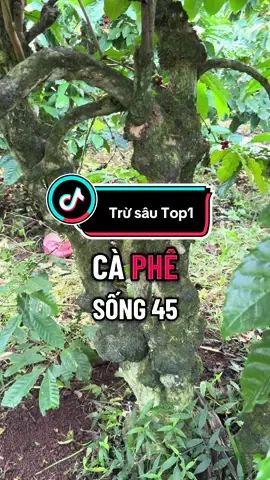 Trừ sâu Top1 chianh hãng kinh bắc 1 chai pha được 1000-1200l nước dừng để đặc trị các loại côn trùng trên cây trồng#TikTokAwardsVN #xuhuong #dietcontrung #top1 #botri 