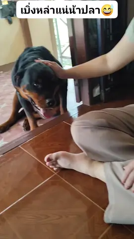 หมอจับ4คนกะเกือบเอาบ่ฟัง#บักดวงดีหมาตลก🐕‍🦺🐕‍🦺🐕‍🦺🤣🤣🤣 