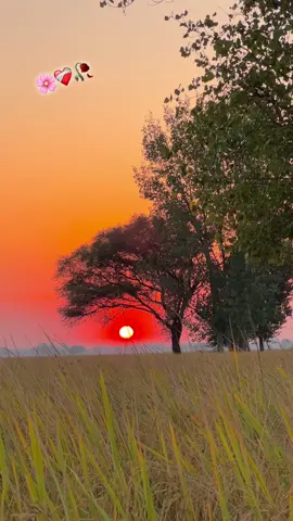 #🌺🌾🌿میرا۔سوہنا۔پینڈ۔محال۔لنگے۔ضلع۔سیالکوٹ۔تحصیل۔پسرور🌱🌾🌿 #1millionviews #fyppppppppppppppppppppppp #growmyaccount✅ #viral 