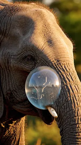 Animals life birds life🙃🙂😲   #animals  #ai  #wildlife  #petlife #Nature         