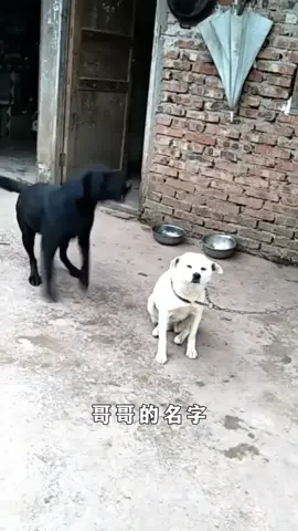 ai chửi mắng thì ta giả điếc 🙏 #haihuoc #chomeodethuong #chomeodangyeu #chomeo #chomeohaihuoc 