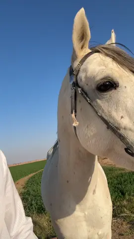 #explor #fyp #طبرجل #foryou #خيل_وخياله🐎 