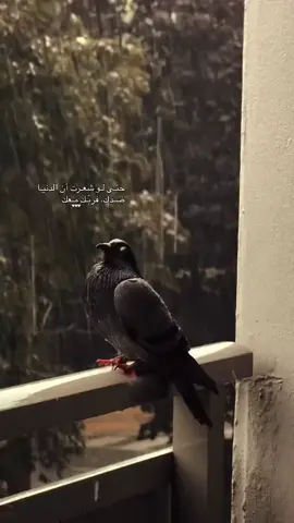 #لو شعرت أن الدنيا ضدك ، فربك معك ♡♡ عــبــود 🎓 ⚖️ 