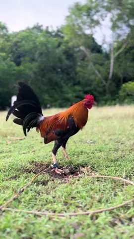 🐣 #JBNEFARM #gamefowl #fypシ 