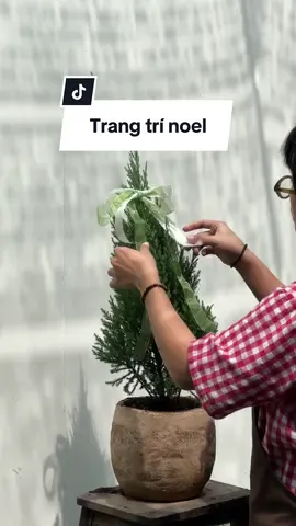 Cây sơn tùng #vuoncuakien #kiengla #decor #xuhuong #plant 