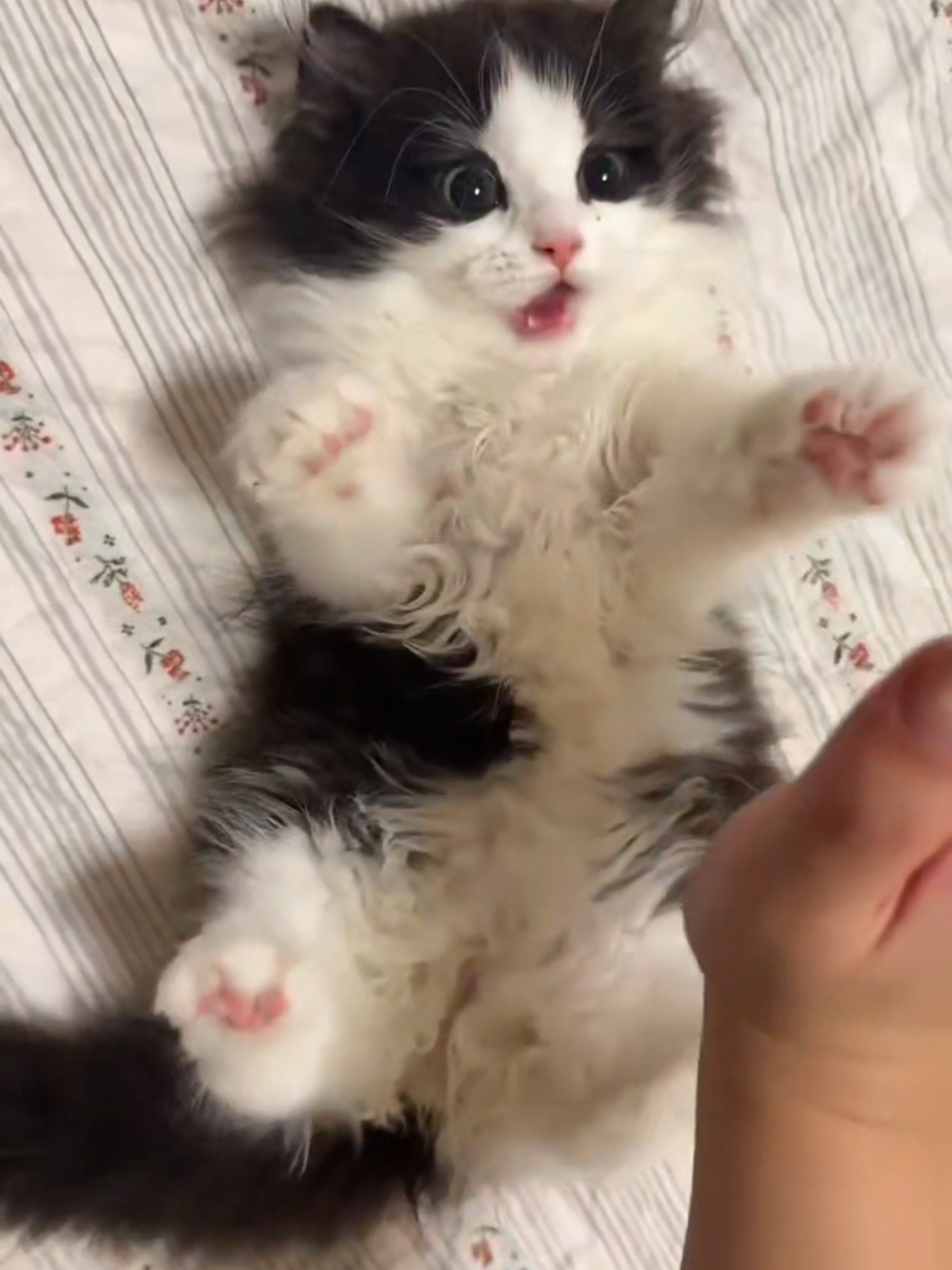 cute cat pt 9 #cute#catmeme #cats #коты #милота 