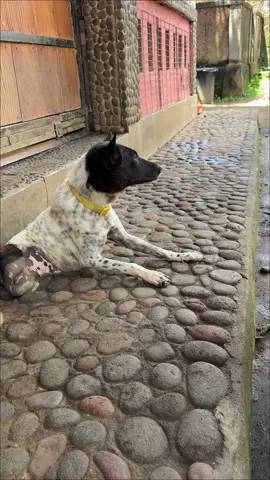 She doesn’t know she’s “different.” She doesn’t feel broken. She just learned to move forward — in her own way. 🐾💚 No self-pity. No hesitation. Just courage, strength, and joy. When you meet animals like her, you realize how much they can teach us. About resilience. About gratitude. About how to keep going, even when life takes something from you. She doesn’t need your sympathy. She needs your love, your time, your care — and a chance. This is why we’re building World Animal Welfare. To make it easier for people everywhere to help animals like her — the ones who still believe in kindness, even after everything. Because volunteering isn’t just about giving. It’s about learning what unconditional strength looks like. Follow @WorldAnimalWelfare to join a community of people who care deeply and act with compassion. #animalrescue #animalwelfare #volunteerabroad 