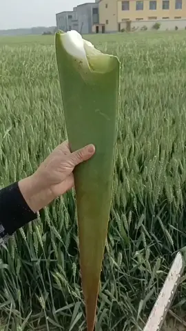 #মেনশন_করুন_আপনার_বন্ধুকে😂 #jfb_satisfy75 #fyp #foryou #cupcut 