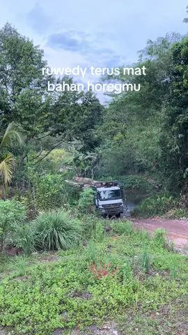 jalok kruwing opo meranti mat 😁 #xybca #fypシ #logingkalimantan #meranti #plywood 