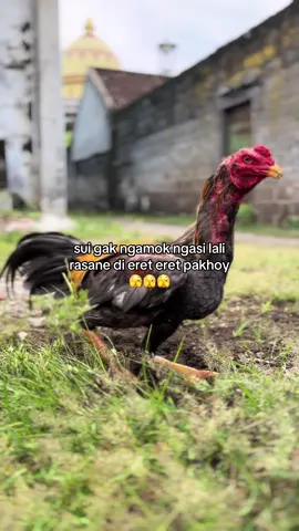 #9editiongank                                  #ayambangkoksuper                         #katakata 