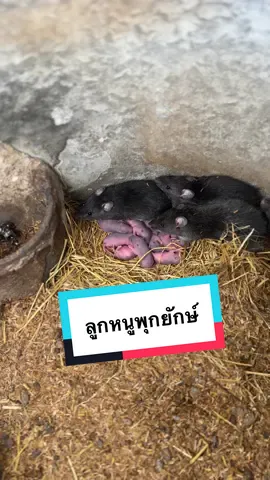 #หนูนา #หนูพุก #พ่อแม่พันธุ์หนูนา #ฟาร์มหนูพุกยักษ์สกลนคร 