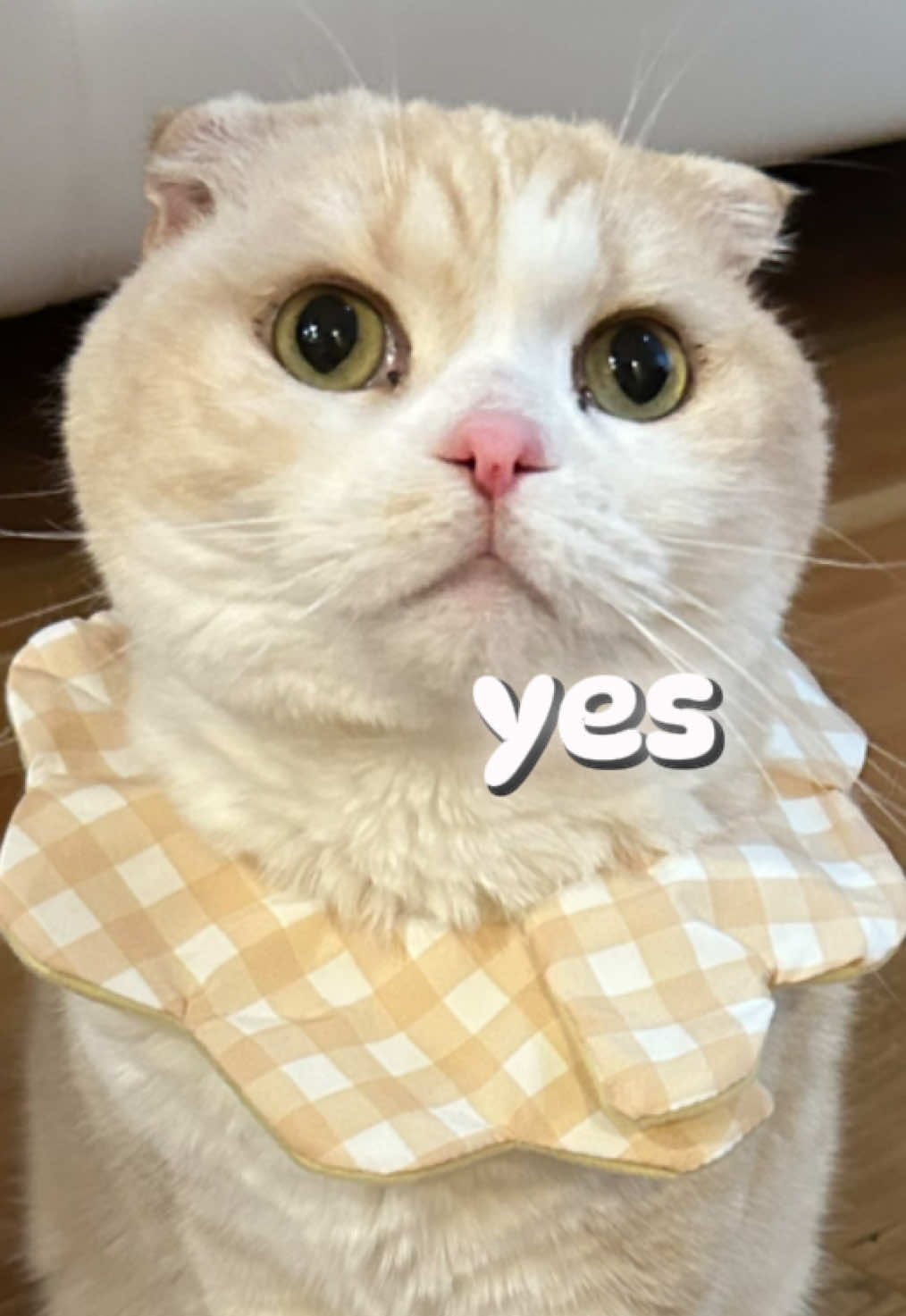 お口のふりかけたべたよ #猫のデンタルケア  #pr