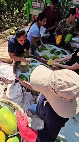 Mencuci buah pepaya yang baru saja di petik #pepaya #pepayacalifornia #papaya 