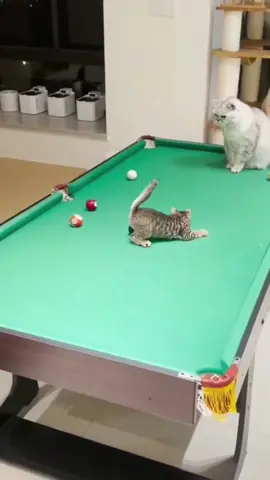 wheen cats playing billiards 🎱 hahaha😝😝😝🤣🤣🤣😂😂😂🤪🤪🤪😛😛😛🐈‍⬛🐈….. #catplaying #billiards #cat #funny #catsoftiktok 