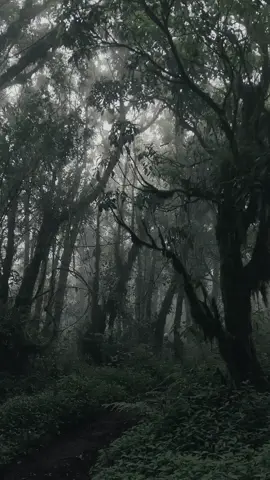 jobolarangan ✨✨ #jobolarangan2300mpdl #kabut #mountain