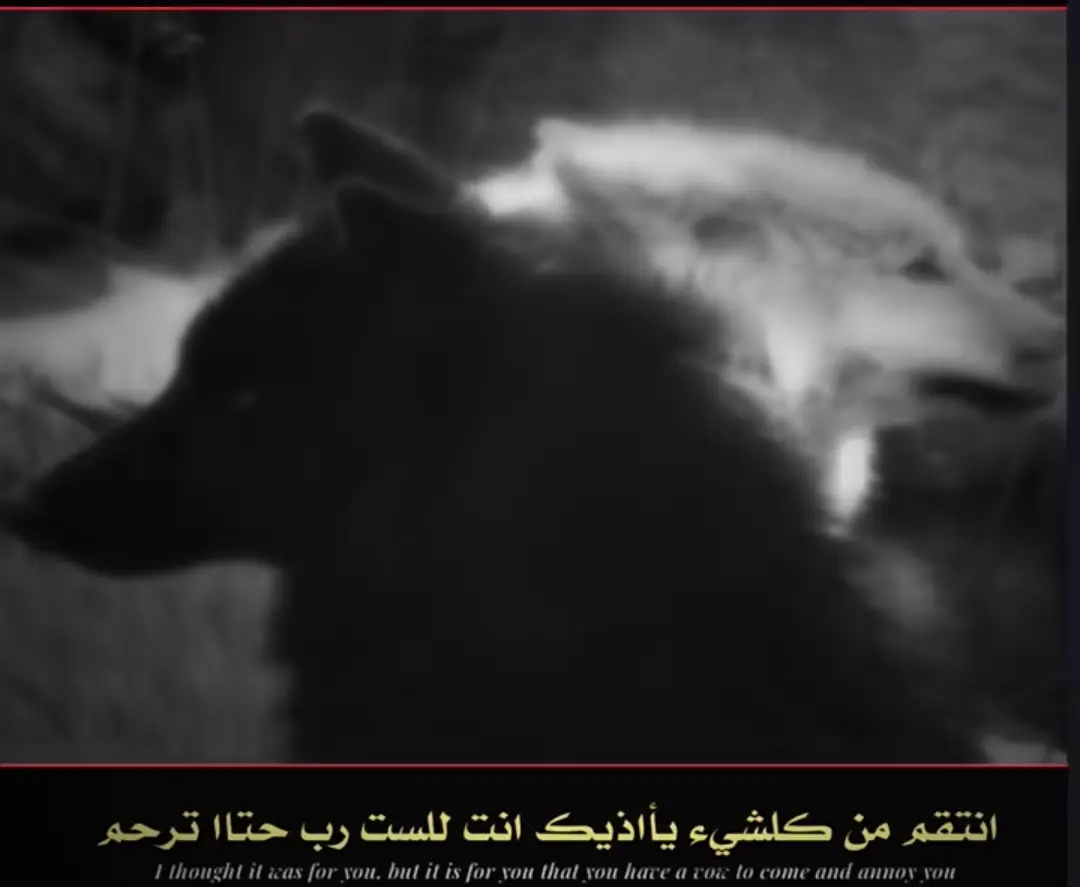 ذيب🚬#ذيب #تصميم_فيديوهات🎶🎤🎬 #عباراتكم_الفخمه📿📌 #عباراتكم_الفخمه📿📌تجبرني_انشر #سرسرة 