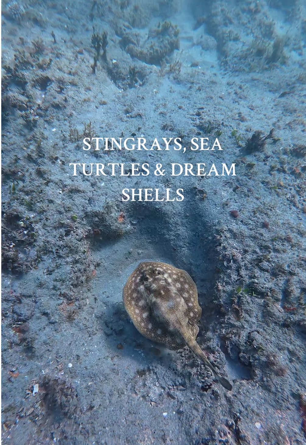 the ocean did not disappoint 🥹 i feel like anytime we set our intentions first we always end up finding things that were on our list! #fyp #diving #florida #southflorida #manifestation @camilla🦎🦈🐝🧜🏼‍♀️🪼 