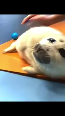 #sealtok #sealife #foryou #fyp #seal 