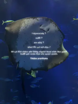 | බලාපොරොත්තු ? හැඟීම් ? ආස දේවල් ?  අයියෝ ඒවා දැන් නැති වෙලා..! මම දැන් ජීවත් වෙන්නෙ අනිත් මිනිස්සු වෙනුවෙන් මගෙන් වෙන්න ඕනෙ යුතුකම් වගකීම් ඉශ්ට කරන්න මිසක් වෙන දෙයකට නෙමෙයි.